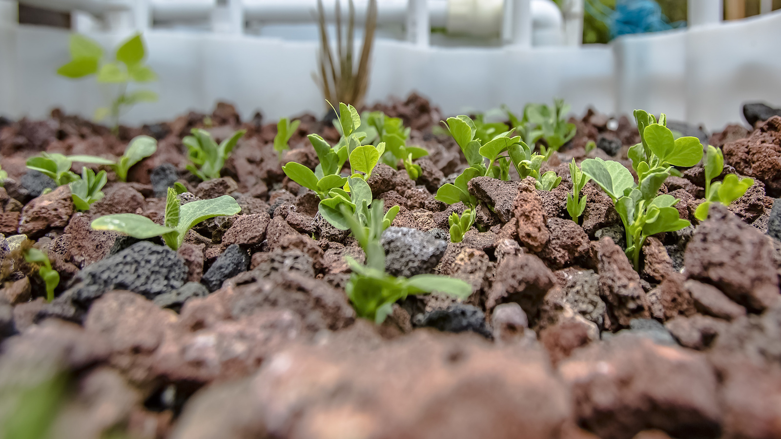 
              It all starts with King Valley Aquaponics            
