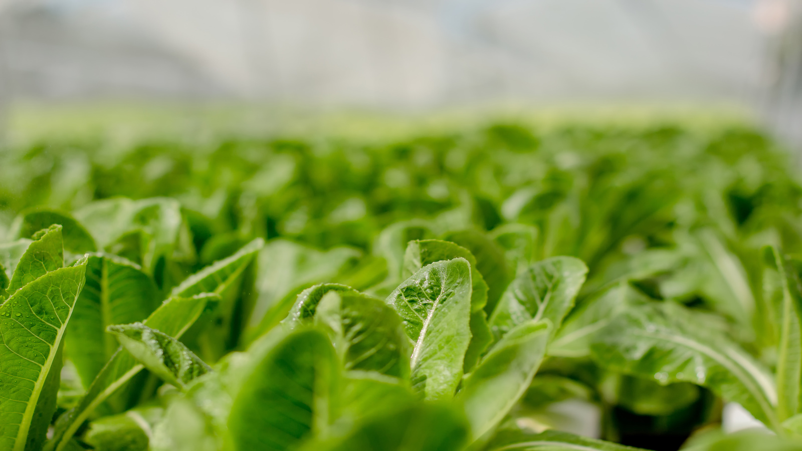 
              AQUAPONIC GARDENING: GROWING FISH AND VEGETABLES TOGETHER            